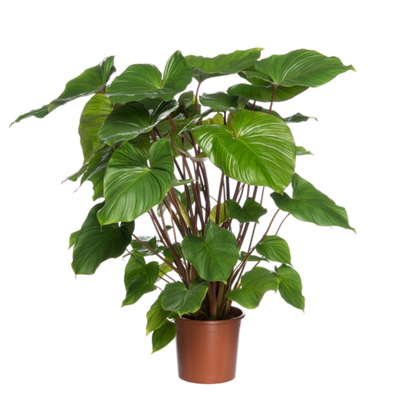 Homalomena