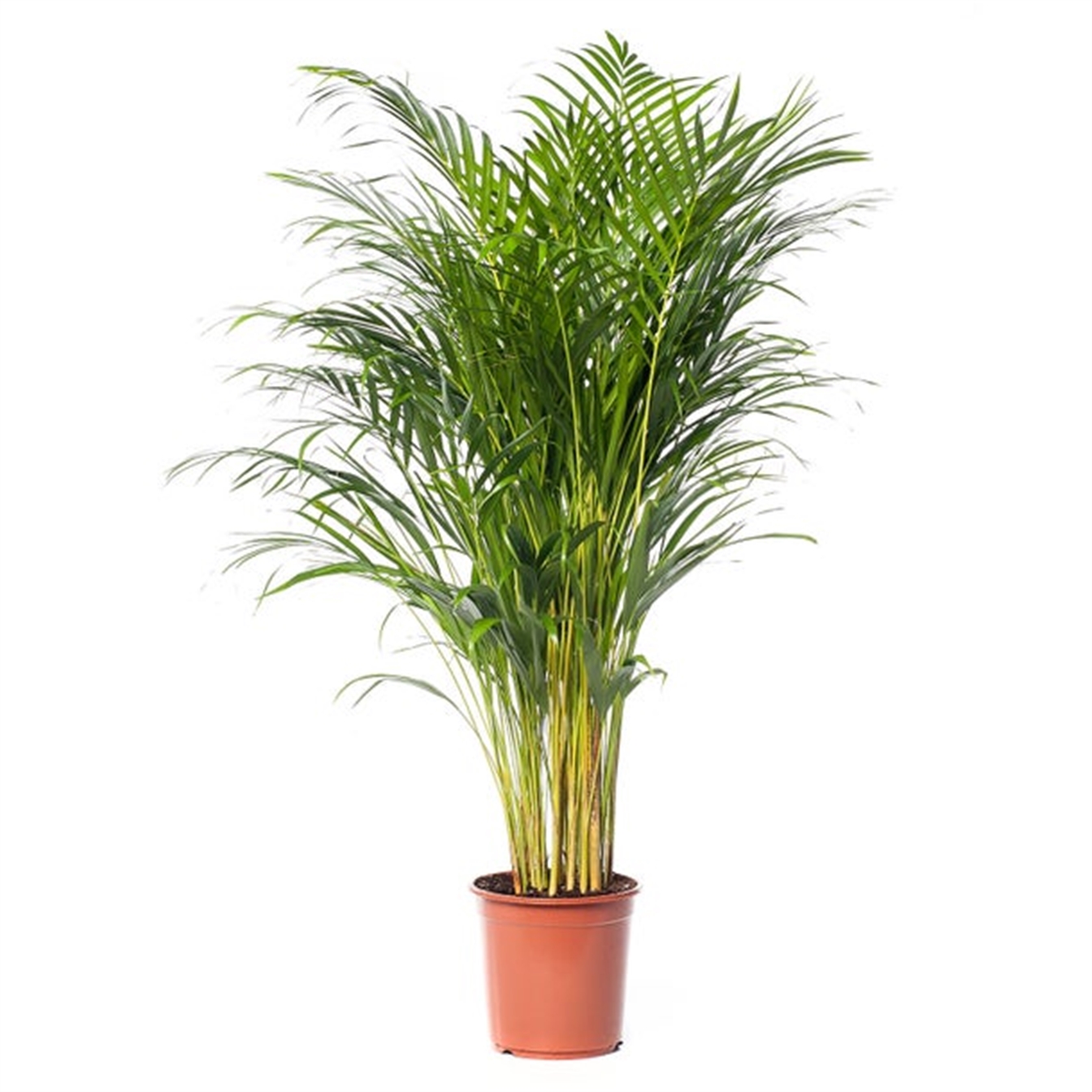 Dypsis Lutescens